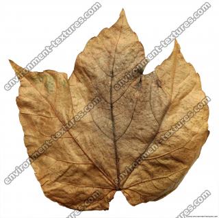 Leaves Dead 0026